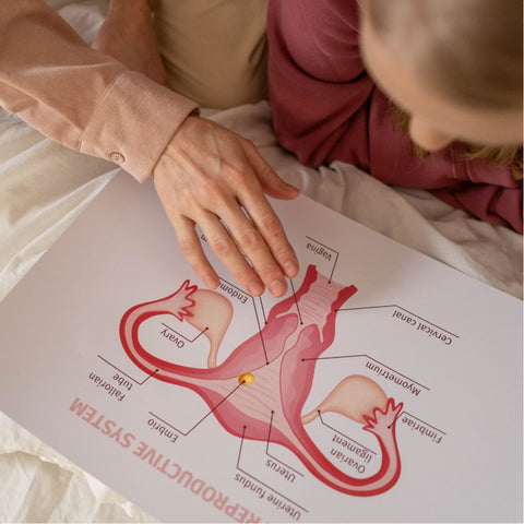 S3xualité reproduction féminine anatomie femme ovaires Fegyblog_Fegyna