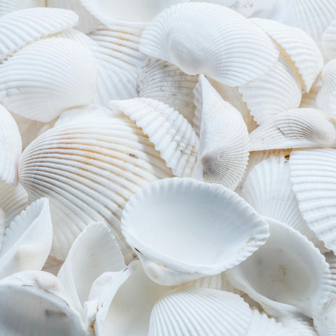 Les Bienfaits des Coquillages d'Allaitement