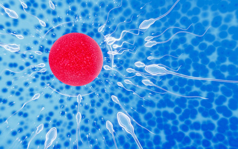 Ovulation : comment savoir si vous êtes en période fertile ?