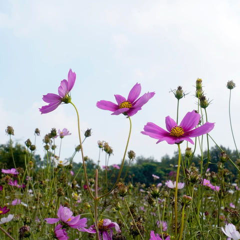 Cosmos Organic : Vers une Beauté Respectueuse de l'Environnement