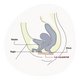 Culotte fuite urinaire, incontinence